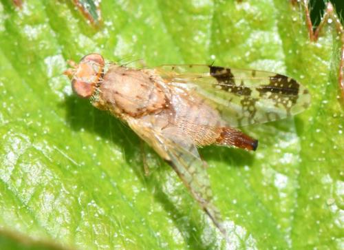 Tephritis bardanae